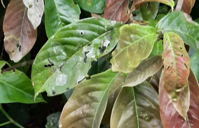  Bejuco de <i>Hiraea reclinata</i> (Malpighiaceae), planta hospedera de <i>Helias cama</i> (Hesperiidae). Sector San Cristóbal, Río Blanco Abajo. Foto, Elda Araya. 22 Febrero 2021 
