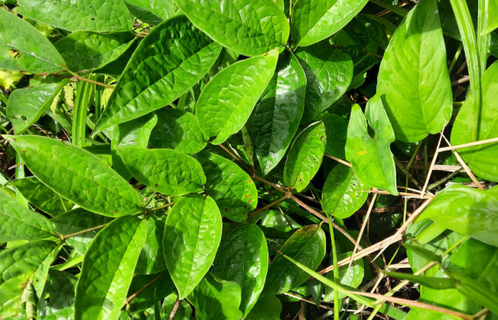  Bejuco de <i>Heteropterys panamensis</i> (Malpighiaceae), planta hospedera de <i>Helias cama</i> (Hesperiidae). Sector San Cristóbal, Río Blanco Abajo. Foto, Elda Araya. 22 Febrero 2021 
