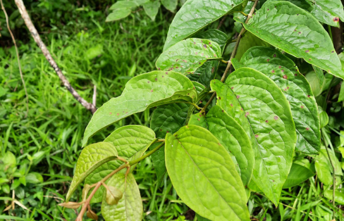  Bejuco de <i>Heteropterys panamensis</i> (Malpighiaceae), planta hospedera de <i>Helias cama</i> (Hesperiidae). Sector San Cristóbal, Río Blanco Abajo. Foto, Elda Araya. 22 Febrero 2021 
