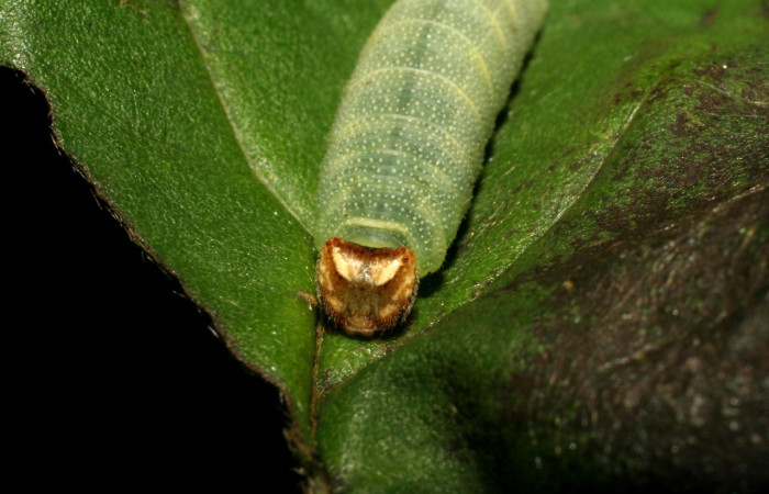  Cabeza en posición frontal de <i>Gorgythion begga pyralina</i> (Hesperiidae), U estadio. Sector San Cristóbal, Puenta Palma. Voucher 07-SRNP-248-DHJ418286.jpg.
