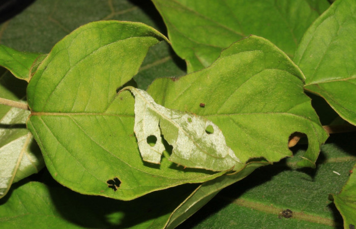  Casita de <i>Helias cama</i> (Hesperiidae), U estadio. Sector Pitilla, Pasmompa. Voucher 15-SRNP-30263-DHJ721637.jpg.