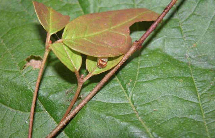 Casita de <i>Gorgythion begga pyralina</i> (Hesperiidae), U estadio. Sector Pitilla, Pasmompa. Voucher 03-SRNP-21349-DHJ91089.jpg.