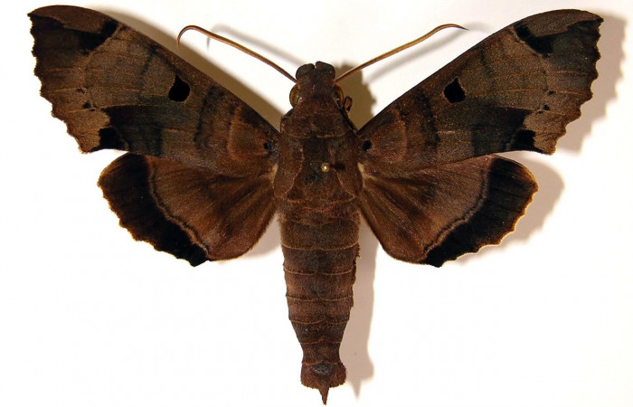Figura 9. Adulto macho de <i>Kloneus babayaga</i> (Sphingidae) vista dorsal. Voucher 04-SRNP-2375-DHJ95114.