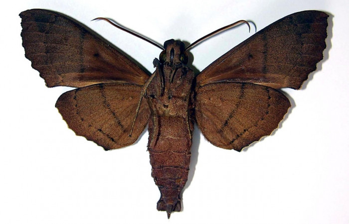 Figura 10. Adulto macho de <i>Kloneus babayaga</i> (Sphingidae) vista ventral. Voucher 04-SRNP-2375-DHJ95115
