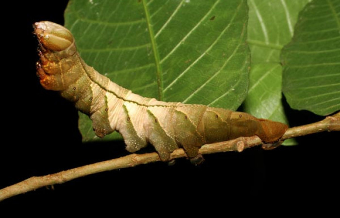 Figura 1. <i>Kloneus babayaga</i> (Sphingidae) último estadio posición lateral, Sector San Cristóbal, Tajo Angeles. Voucher 07-SRNP-1116-DHJ419482.jpg.
