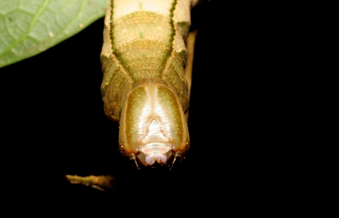 Figura 4. <i>Kloneus babayaga</i> (Sphingidae) último estadio posición frontal, Sector San Cristóbal, Tajo Angeles. Voucher 07-SRNP-1116-DHJ419487.jpg.
