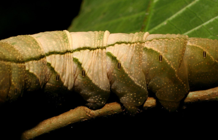 Figura 6. <i>Kloneus babayaga</i> (Sphingidae) último estadio posición lateral, Sector San Cristóbal, Tajo Angeles. Voucher 07-SRNP-1116-DHJ419489.jpg.