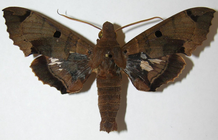 Figura 11. Adulto hembra de <i>Kloneus babayaga</i> (Sphingidae) vista dorsal. Voucher 08-SRNP-5119-DHJ507702.jpg.