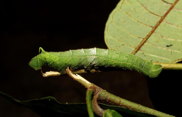 Figura 2. <i>Pachylia ficus</i> (Sphingidae) penúltimo estadio posición lateral, Sector Santa Rosa Bosque San Emilio. Voucher 12-SRNP-12350-DHJ498601.jpg.