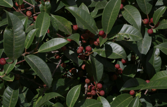 Figura 13. Planta hospedera de <i>Kloneus babayaga</i> (Sphingidae) <i>Ficus pertusa</i> (Moraceae). Foto Gloria Sihezar. Estación San Gerardo. 24 de febrero 2021.
