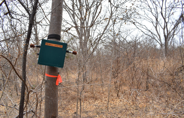 Cámara trampa para registrar vida silvestre en un bosque joven en el Sector Santa Rosa Foto: K. Owen