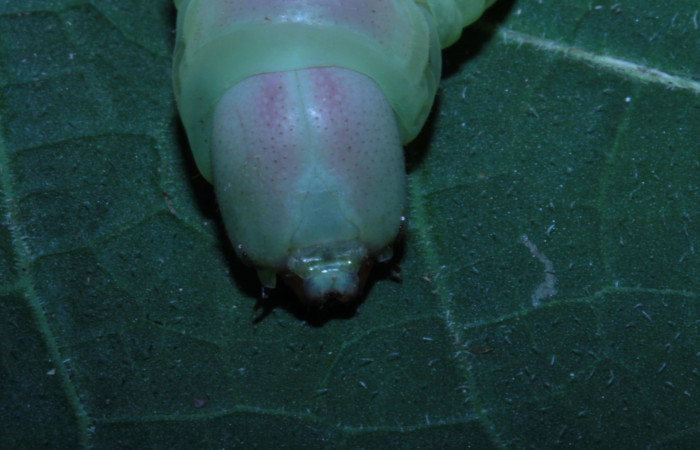 Figura 14. Cabeza en posición frontal de <i>Pachylia</i> darcetaDHJ02 (Sphingidae). Sector Pitilla,  Sendero Naciente. Voucher 14-SRNP-30517-DHJ720685.jpg.