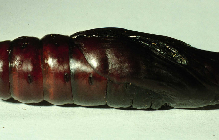 Figura 16. Pupa en posición lateral entero de <i></i>Pachylia darceta (Sphingidae). Sector Cacao,  Quebrada Florcita. Voucher 98-SRNP-3241-DHJ44757.jpg.