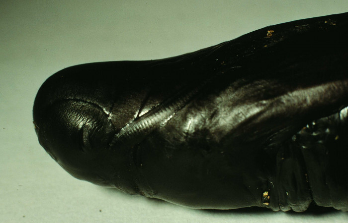 Figura 17. Pupa en posición lateral thorax de <i>Pachylia darceta</i> (Sphingidae). Sector Cacao,  Quebrada Florcita. Voucher 98-SRNP-3241-DHJ44761.jpg.