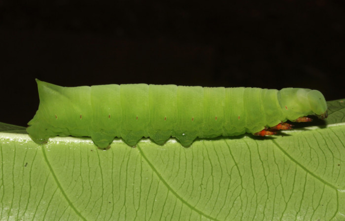 Figura 3. Larva en posición lateral entero de <i>Pachylia</i> darcetaDHJ02 (Sphingidae), PPU estadio. Sector Pitilla, Sendero Naciente. Voucher 17-SRNP-31478-DHJ739038.jpg.
