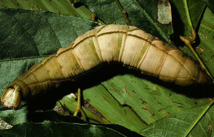 Figura 6. Larva en posición dorsal entero de <i>Pachylia darceta</i> (Sphingidae), U estadio. Sector Cacao,  Quebrada Florcita. Voucher 98-SRNP-3241-DHJ44755.jpg.
