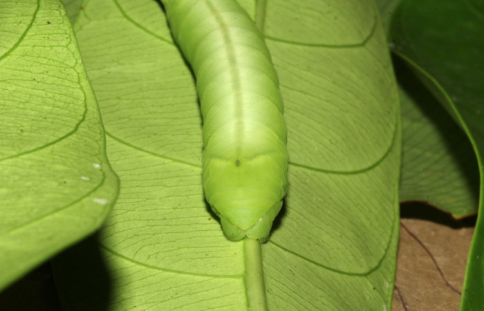 Figura 9. Cola en posición frontal de <i>Pachylia</i> darcetaDHJ02 (Sphingidae), U estadio. Sector Pitilla, Sendero Naciente. Voucher 17-SRNP-31478-DHJ739042.jpg.