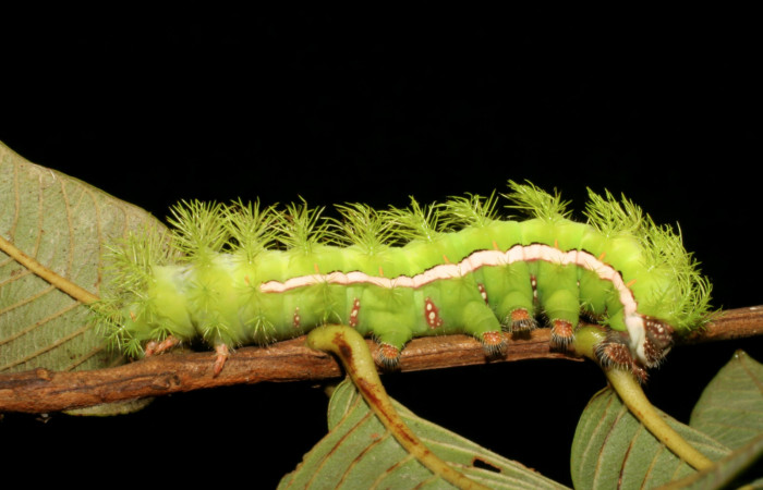 Figura. 5 Larvas de <i>Automeris tridens</i> de la familia, (Saturniidae). Posición lateral. Voucher, 05-SRNP-59193- DHJ408531.