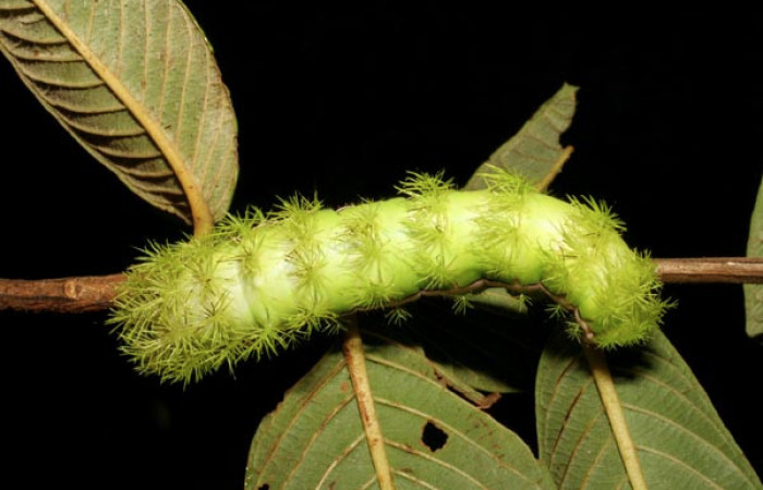Figura. 7 Larva <i>Automeris tridens</i> de la familia, (Saturniidae). Posición dorsal. Voucher 05-SRNP-59193-DHJ408532.