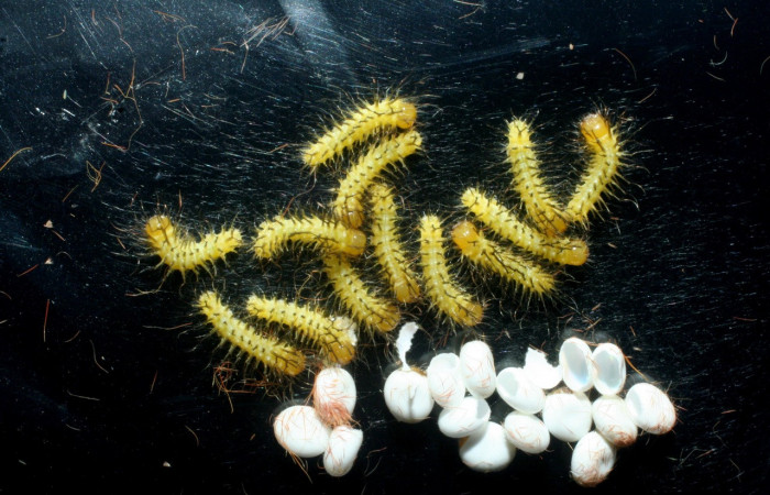 Figura. 2 Grupo de larvas de <i>Automeris tridens</i> de la familia, (Saturniidae). Voucher, 09-SRNP-13675-DHJ454644.
