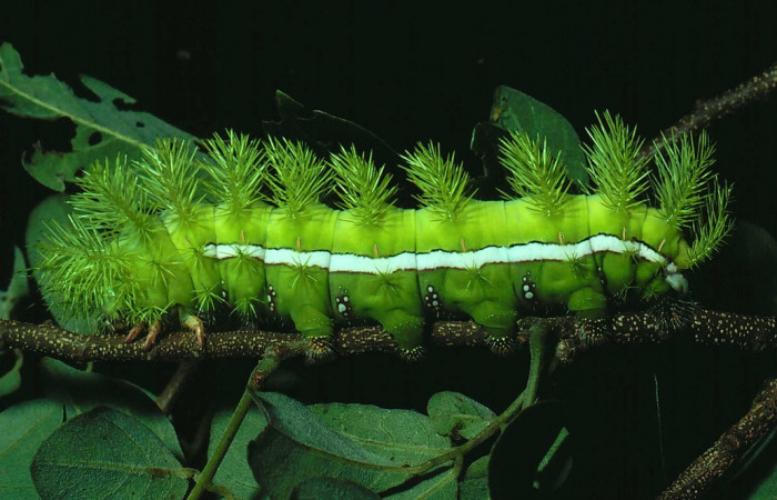 Figura. 4 Larva de <i>Automeris tridens</i> de la familia, (Saturniidae). Posición lateral, Voucher 81-SRNP-1006- DHJ3226.