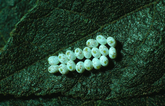 Figura.1 Huevos de <i>Automeris tridens</i> de la familia, (Saturniidae). Voucher, 82-SRNP-868-DHJ4962.