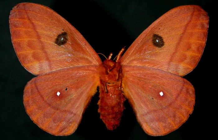 Figura. 9 Adulto hembra <i>Automeris tridens</i> de la familia, (Saturniidae). Posición ventral. Voucher, 93-SRNP-7996.41- DHJ31109.