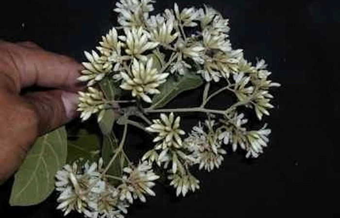 Figura 16 Flores de planta hospedera de <i>Automeris tridens</i>, Laurel <i>Cordia alliodora</i>, (Cordiaceae). Foto, Pablo Umaña, 1marzo 2021.