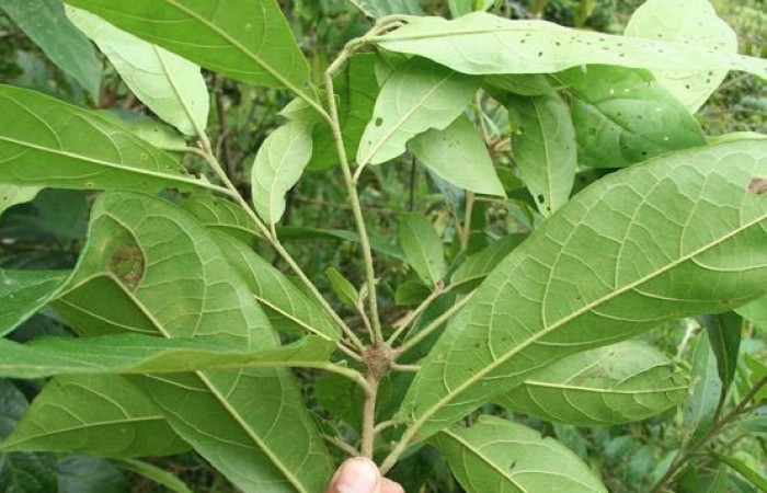 Figura 15 Planta hospedera de <i>Automeris tridens</i>, Laurel <i>Cordia alliodora</i>, (Cordiaceae), envés. Foto, biobot05509-bb022955.jpg.