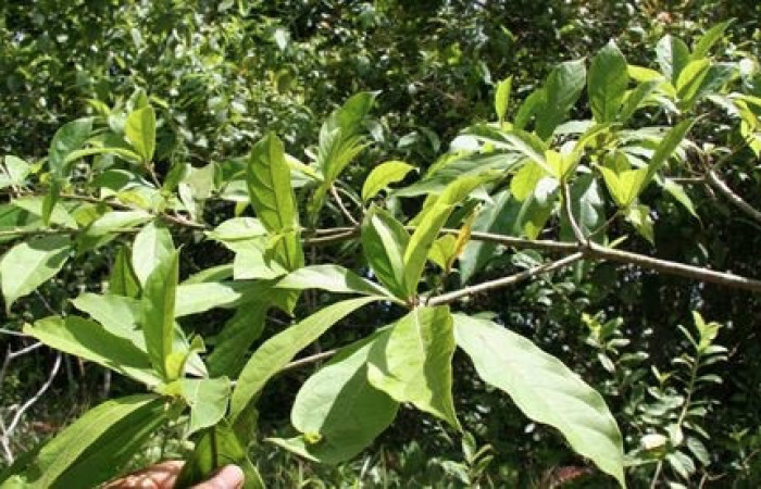 Figura 14 Planta hospedera de <i>Automeris tridens</i>, Laurel <i>Cordia alliodora</i>, (Cordiaceae). Foto biobot05524 bb023034.