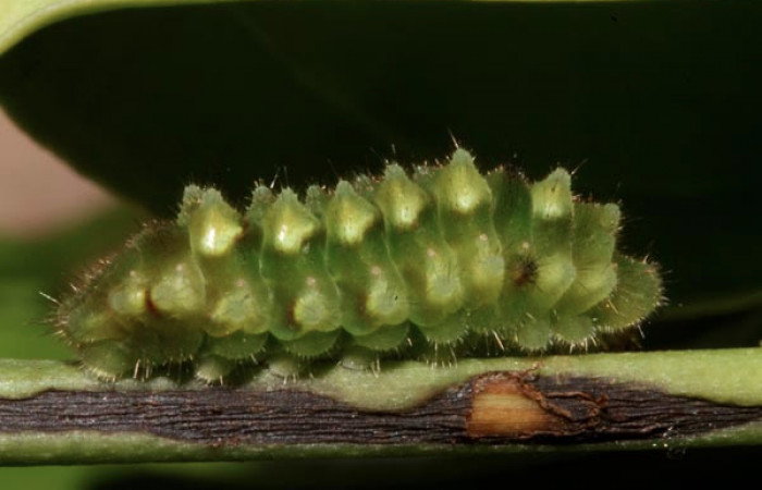 Figura 1. Larva <i>Janthecla cydonia</i> (Lycaenidae), cuarto estadio posición lateral, mide 12 mm aproximadamente. Planta hospedera <i>Chiococca pachyphylla</i> (Rubiaceae). Voucher: 13-SRNP-42711-DHJ707966.JPG.