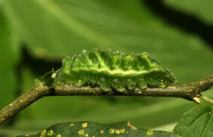 Figura 12. Larva <i>Cyanophrys fusius</i> (Lycaenidae), último estadio, posición lateral, mide 15 mm aproximadamente. Planta hospedera <i>Celtis iguanaea</i> (Ulmaceae). Voucher: 16-SRNP-36699-DHJ709971.jpg.