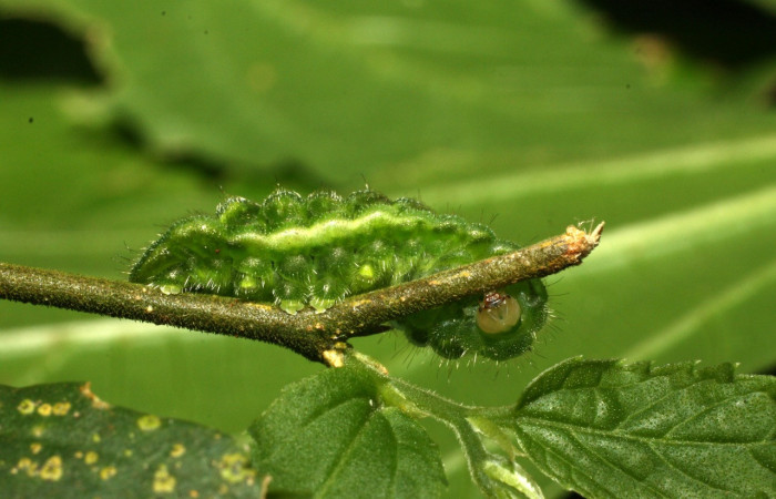 Figura 13. Larva <i>Cyanophrys fusius</i> (Lycaenidae), último estadio, posición enfocada patas y cabeza, mide 15 mm aproximadamente. Planta hospedera <i>Celtis iguanaea</i> (Ulmaceae). Voucher: 16-SRNP-36699-DHJ709970.jpg.