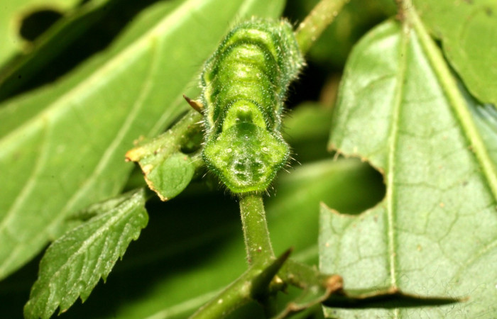 Figura 14. Larva <i>Cyanophrys fusius</i> (Lycaenidae), último estadio, posición enfocada atras colita, mide 15 mm aproximadamente. Planta hospedera <i>Celtis iguanaea</i> (Ulmaceae). Voucher: 16-SRNP-36699-DHJ709968.jpg.