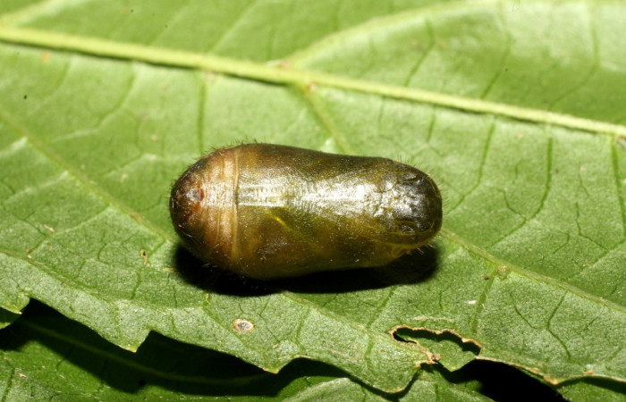 Figura 17.Pupa de <i>Cyanophrys fusius</i> (Lycaenidae), posición frontal, mide 10 mm aproximadamente. Voucher: 16-SRNP-36699-DHJ709981.jpg.
