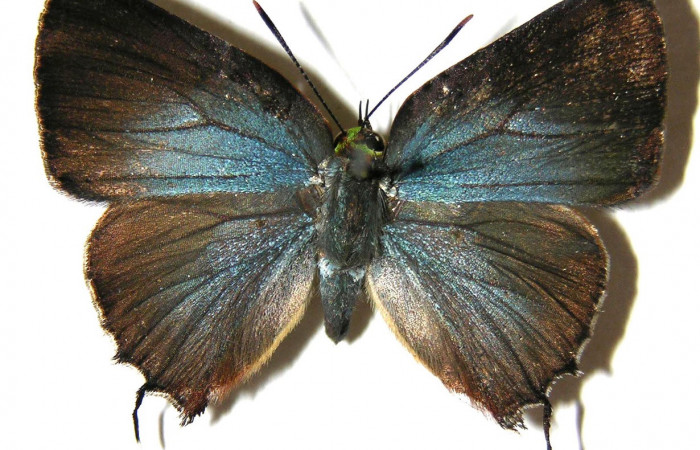 Figura 18. Adulto de  <i>Cyanophrys fusius</i> (Lycaenidae) mide 28 milímetros, posición dorsal parte enfocada el torax y alas. Voucher: 05-SRNP-2399-DHJ362894.