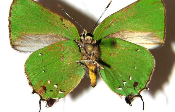 Figura 19. Adulto de  <i>Cyanophrys fusius</i> (Lycaenidae) mide 28 milímetros, posición ventral parte enfocada el abdomen y alas. Voucher:05-SRNP-2399-DHJ362895.