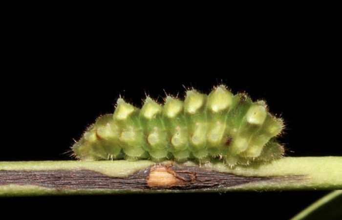 Figura 3. Larva <i>Janthecla cydonia</i> (Lycaenidae), cuarto estadio posición lateral, mide 12 mm aproximadamente. Planta hospedera <i>Chiococca pachyphylla</i> (Rubiaceae). Voucher: 13-SRNP-42711-DHJ707968.JPG.