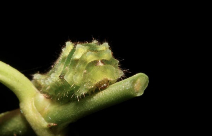 Figura 5. Larva <i>Janthecla cydonia</i> (Lycaenidae), cuarto estadio posición enfocada la frontal, mide 12 mm aproximadamente. Planta hospedera <i>Chiococca pachyphylla</i> (Rubiaceae). Voucher: 13-SRNP-42711-DHJ707971.JPG.