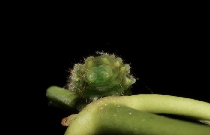 Figura 6. Larva <i>Janthecla cydonia</i> (Lycaenidae), cuarto estadio, posición enfocada parte tracera, mide 12 mm aproximadamente. Planta hospedera <i>Chiococca pachyphylla</i> (Rubiaceae). Voucher: 13-SRNP-42711-DHJ707972.JPG.
