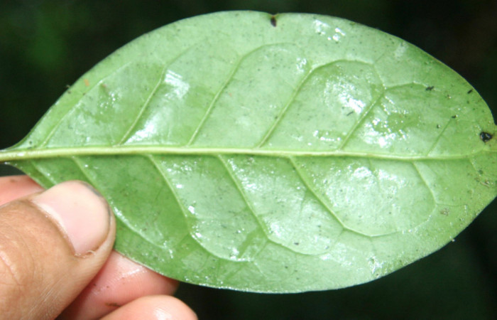 Figura 8. Plantas hospederas <i>Chiococca pachyphylla</i> (Rubiaceae), parte enfocada enves, planta donde se alimenta la larva de <i>Janthecla cydonia</i> (Lycaenidae). Voucher: BioBot05301-BB021647.JPG.