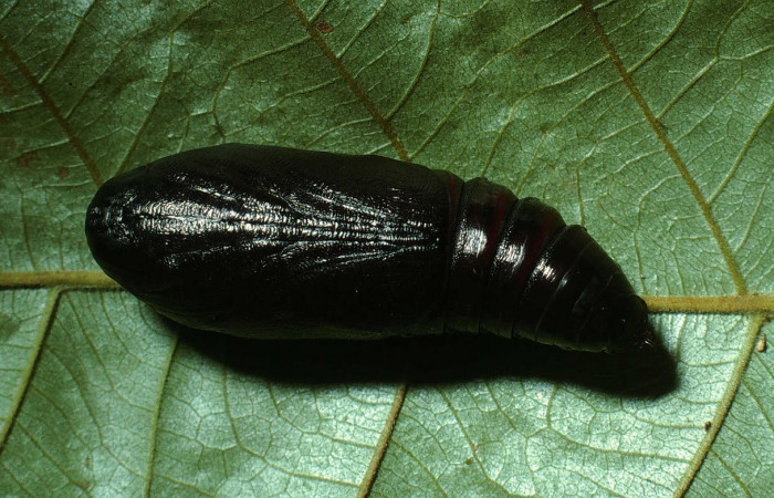 Figura 18. Pupa de <i>Pararcte schneideriana</i> (Erebidae). Pupa ventral, 38 mm. Foto 10/octubre/2017. Voucher: 03-SRNP-12950.1-DHJ78321.jpg.
