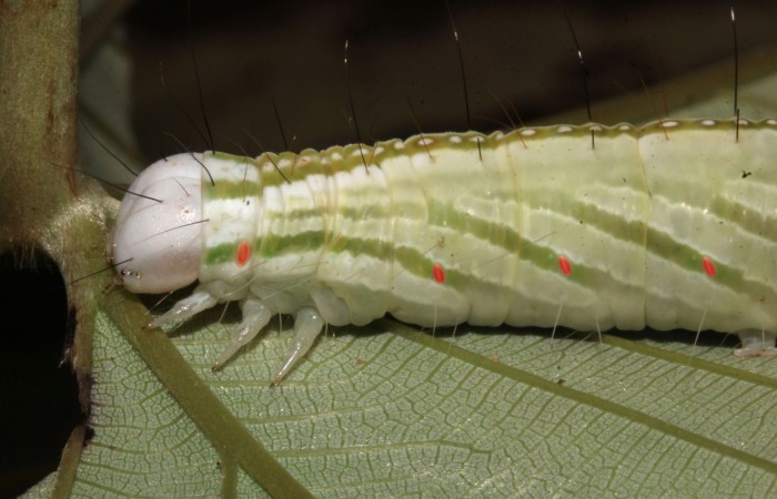 Figura 13. Larva <i>Pararcte schneideriana</i> (Erebidae). Lateral cabeza y tórax, último estadío. 64 mm. Foto 28 diciembre 2021. Voucher: 20-SRNP-32636-DHJ778968.jpg.
