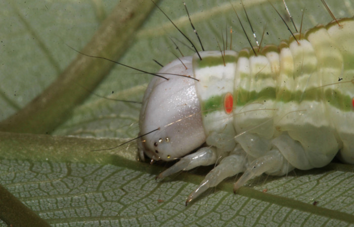 Figura 15. Larva <i>Pararcte schneideriana</i> (Erebidae). Cabeza lateral, mostrando los pelos, último estadío. 64 mm. Foto 28 diciembre 2021. Voucher: 20-SRNP-32636-DHJ778968.jpg.