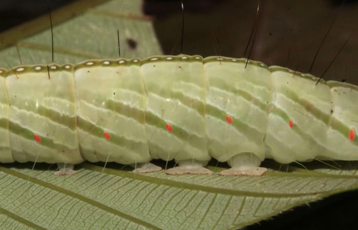 Figura 14. Larva <i>Pararcte schneideriana</i> (Erebidae). Lateral central, mostrando los espiráculos, último estadío. 64 mm. Foto 28 diciembre 2021. Voucher: 20-SRNP-32636-DHJ778971.jpg.