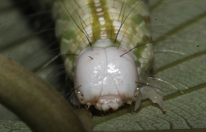 Figura 16. Larva <i>Pararcte schneideriana</i> (Erebidae). Cabeza de frente, pelos negros en la cabeza, último estadío. 64 mm. Foto 28 diciembre 2021. Voucher: 20-SRNP-32636-DHJ778972.jpg.