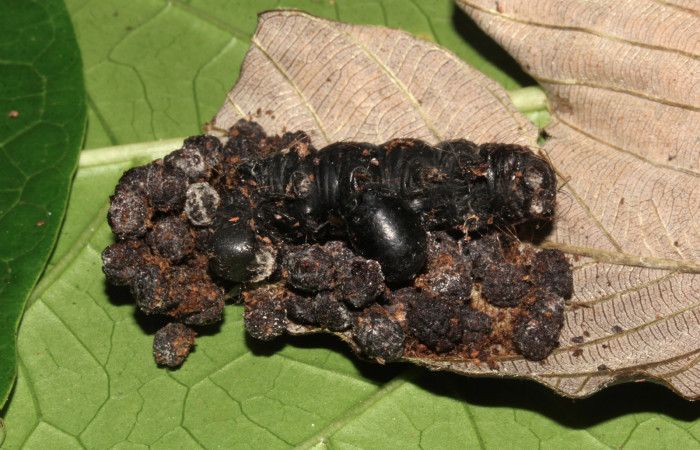Figura 19. Larva parásito de <i>Pararcte schneideriana</i> (Erebidae). Vista lateral del pupario parásito, 9 mm. Voucher: 20-SRNP-32636-DHJ779245.jpg.