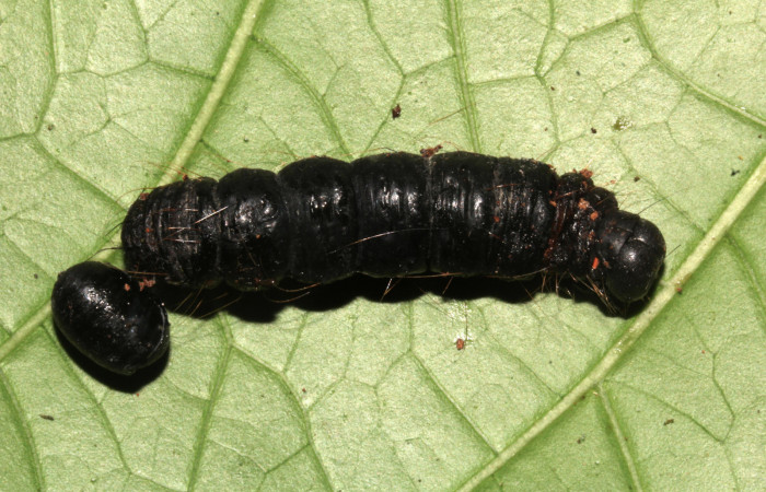 Figura 20. Larva de <i>Pararcte schneideriana</i> (Erebidae). Vista dorsal, 41 mm. Parasitada por Tachinidae, junto al pupario parásito, 9 mm. Foto: 02/enero/2021. Voucher: 20-SRNP-32636-DHJ779246.jpg.