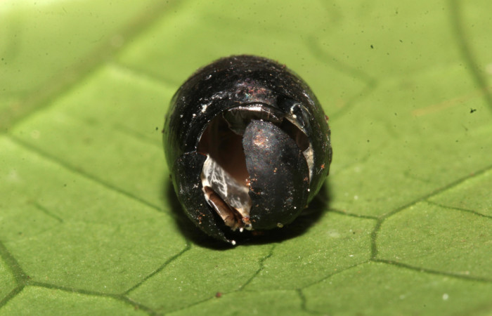 Figura 23. Pupario de Tachinidae, mostrando por donde salió la mosca. Foto: 02/enero/2021. Voucher: 20-SRNP-32636-DHJ779251.jpg.