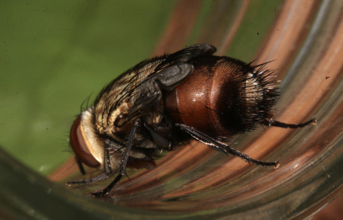 Figura 25. Adulto de Tachinidae recién acabado de nacer, mosca parásita de la larva <i>Pararcte schneideriana</i> (Erebidae). Foto: 01/febrero/2021. Voucher: 20-SRNP-32636-DHJ779256.jpg.